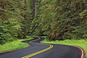 Images Dated 29th December 2021: Curving road though lush forest, Olympic National Park, Washington State Date: 19-06-2013