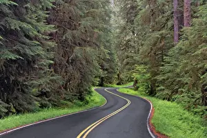 Curving road though lush forest, Olympic National Park, Washington State Date: 19-06-2013