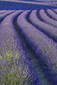 Aromatic Gallery: Curvy Lavender Field near Roussillon in