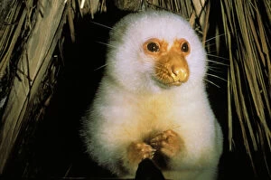 Images Dated 3rd March 2009: Cuscus possum