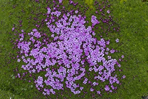 Cushion Pink / Moss Campion - flowering - Svalbard, Norway