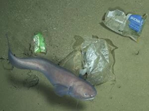 Cusk Eel swiming over deep sea garbage (composite image)