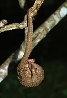 Unusual Collection: Three -cusped / Tree / White-bellied Pangolin