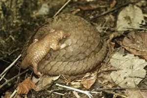 Images Dated 26th November 2008: Three -cusped / Tree / White-bellied Pangolin Ghana