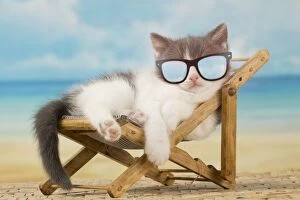 Cut kitten wearing sunglasses sleeping in a deckchair on holiday