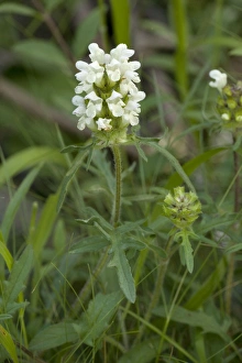 Images Dated 22nd June 2006: Cut-leaved self-heal (Prunella laciniata). Very rare on limestone in England