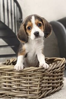 Cute Beagle puppy in a dog basket