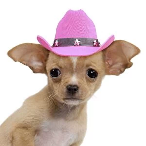 Cute Chihuahua puppy dog wearing a pink cowboy hat