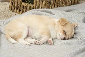 Cute Chihuahua puppy sleeping indoors