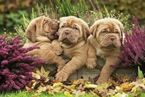 Three cute Dogue de Bordeaux puppies in the garden