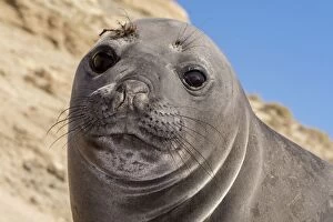 Cute face of Southern Elephant Seal (Mirounga leonina)