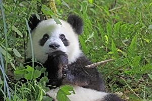 Cute and fluffy Giant Panda looking surprised
