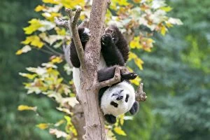 Cute Giant Panda climbing tree upside down