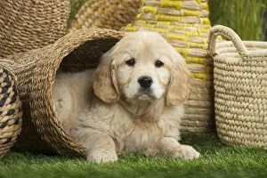 Cute Golden Retriever Dog puppy lying in a basket