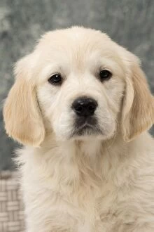 Cute Golden Retriever puppy portrait