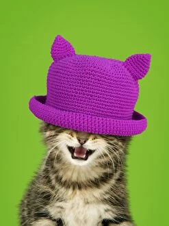 Cute Kitten with mouth open wearing purple hat covering eyes