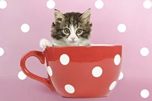 Cute kitten sitting in a red polka dot teacup pink background