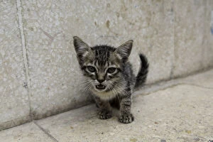 Cute kitten on the streets of Old Havana
