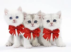 Three cute kittens wearing red Christmas bows