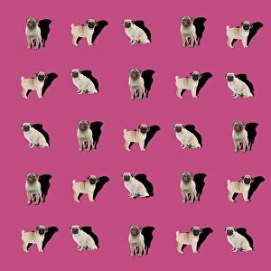 Cute pink pug dog repeating pattern design