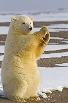 Cute Polar Bear cub clapping its paws and waving happily