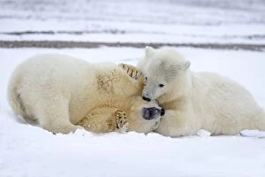 Cute Polar Bear cubs playing in the snow