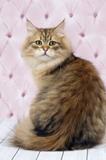 Cute Siberian cat winking with mouth open