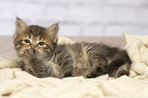 Cute Siberian kitten looking embarrased with paw to mouth