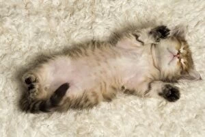 Cute Siberian kitten sleeping