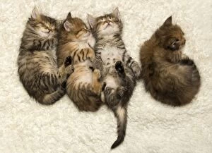 Four cute sleeping Siberian kittens in a row