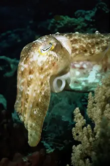 Cuttlefish Prints: Cuttelfish - showing siphon Indonesia
