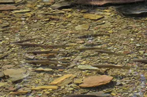 Cutthroat Trout - in spawning stream - Glacier National Park - Montana - USA - July _D3A8757