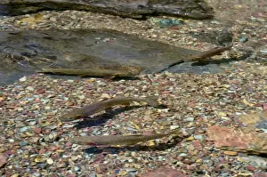 Agency Prints: Cutthroat Trout - in spawning stream - Glacier National Park - Montana - USA - July _D3A8795