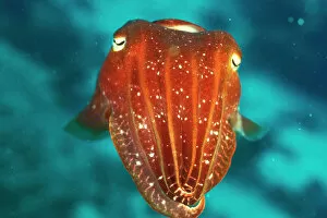 National Parks Gallery: Cuttlefish
