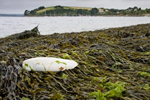 Images Dated 19th April 2010: Cuttlefish bone - lying on the strand line on top of bladder wrack