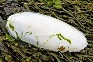 Images Dated 19th April 2010: Cuttlefish bone - lying on the strand line on top of bladder wrack