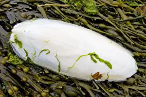 Cuttlefish Prints: Cuttlefish bone - lying on the strand line on top of bladder wrack - England - UK