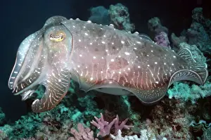 Cuttlefish Prints: Cuttlefish - One of three courting cuttlefish flashing his colours to attract the female Thailand