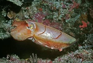 Images Dated 9th December 2004: Cuttlefish - This cuttlefish changes colour constantly. It may reach 500mm in length Milne Bay