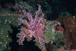 Images Dated 9th December 2004: Cuttlefish - This cuttlefish changes colour and shape constantly. It may reach 500mm in length