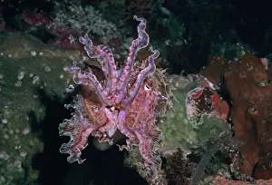Defence Prints: Cuttlefish - This cuttlefish changes colour and shape constantly