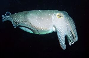 Images Dated 27th May 2010: Cuttlefish - Great Barrier Reef, Indo Pacific