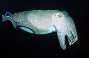 Cuttlefish Prints: Cuttlefish - Great Barrier Reef, Indo Pacific