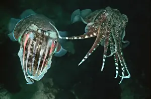 Cuttlefish Prints: Cuttlefish - The male caressing the female prior to copulation Richlieu rock