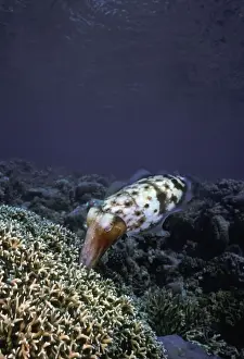 Cuttlefish Prints: Cuttlefish, Sepia latimanus. Female laying eggs in a fire coral where she will stand guard until they hatch