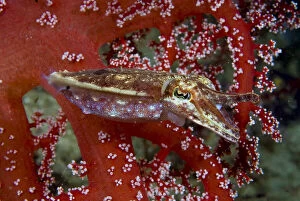 Cuttlefish (Sepiida) amid corals, Raja Ampat