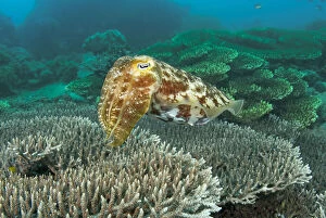 Cuttlefish (Sepiida) swimming over hard