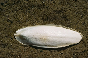 Images Dated 25th May 2006: Cuttlefish Skeleton