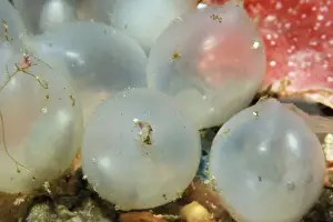 Cuttlefish Prints: Cuttlfish eggs