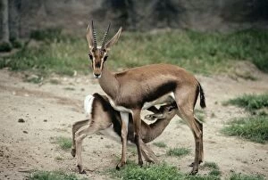 Cuviers gazelle - female with Infant suckling. Also known as: Atlas gazelle and mountain gazelle
